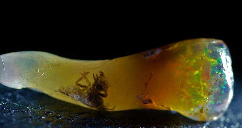 Illustration for article titled Gemologist Finds Insect Trapped in Opal Instead of Amber